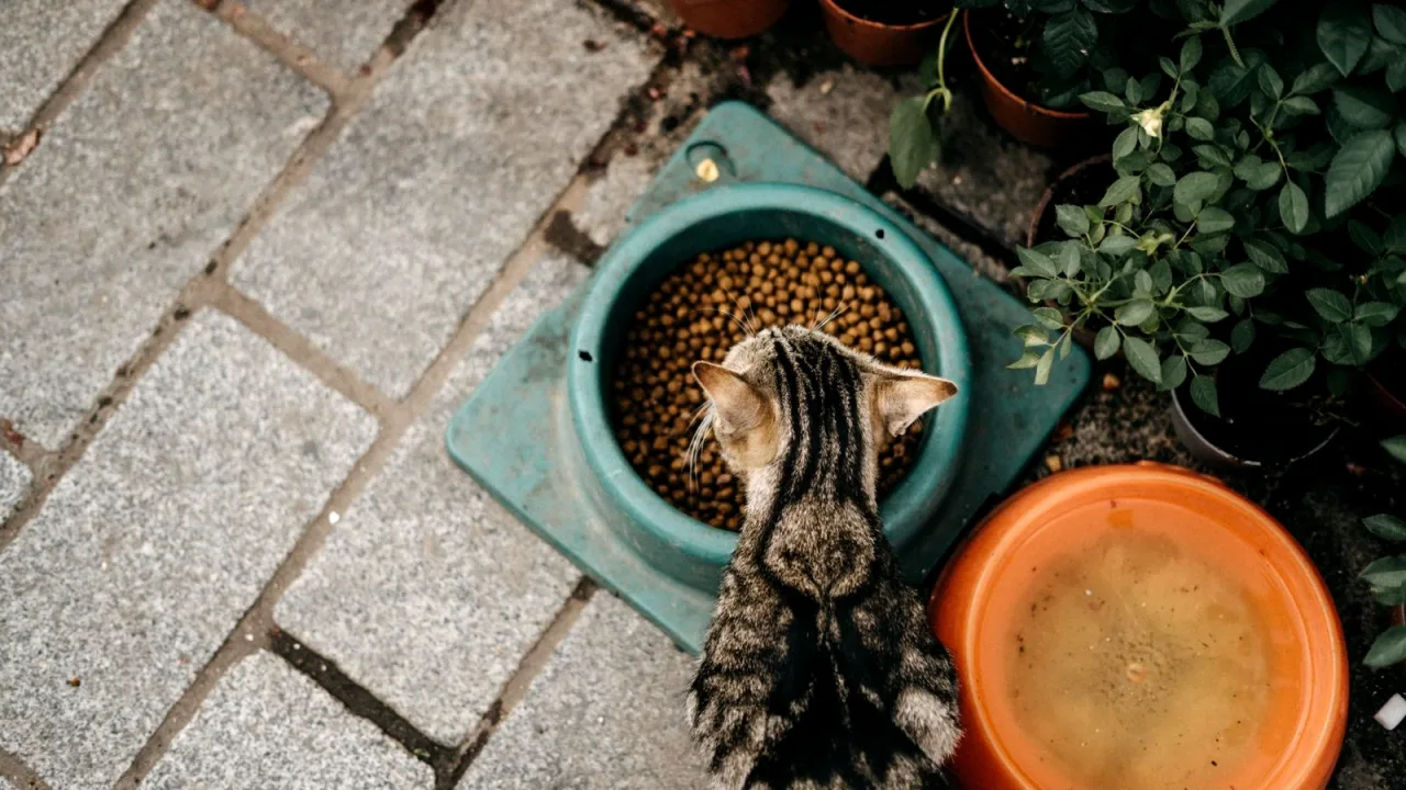 Bahçede mama kabından kuru mama yiyen tekir kedi