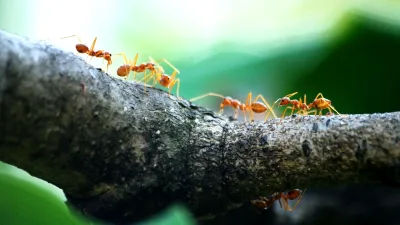 Beş turuncu karıncanın makro fotoğrafı
